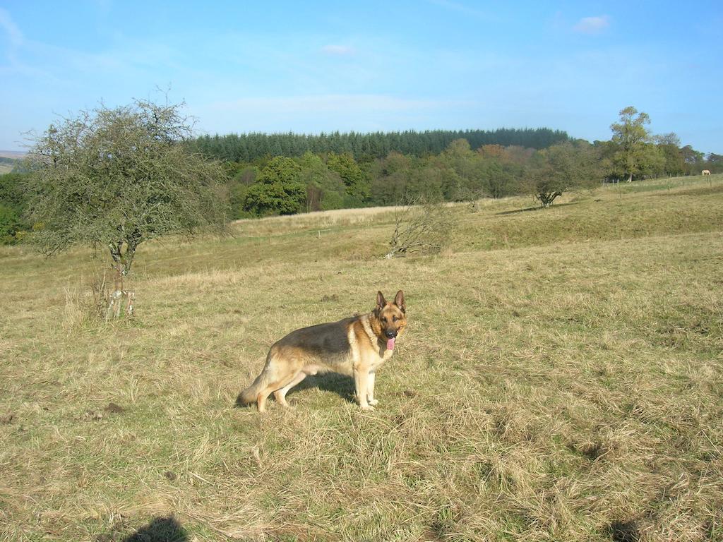 Sorbietrees B&B Newcastleton Esterno foto